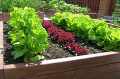 a garden filled with lots of green and red plants next to a wooden planter