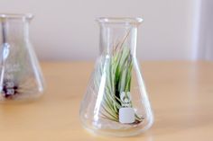 two glass vases with plants in them on a wooden table next to each other