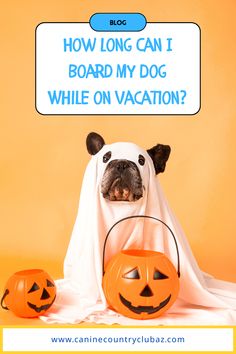 a dog in a ghost costume with two pumpkins and a sign that says, how long can i board my dog while on vacation?