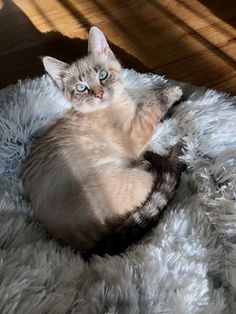 a cat laying on top of a fluffy white blanket