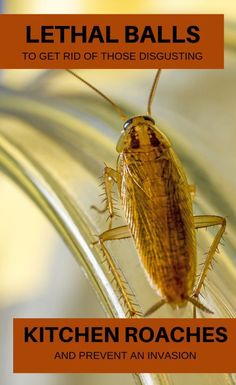 a close up of a cockroach on top of a metal object with text that reads, letthaalls to get rid of those disgusting kitchen roachies and prevent an in