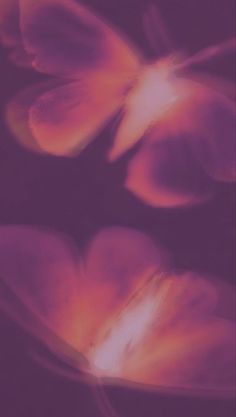 an abstract photograph of flowers in pink and orange colors with blurry petals against a black background