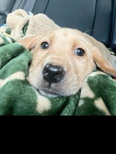 a dog laying on top of a blanket in the back seat of a car