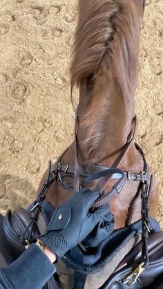 a brown horse standing on top of a dirt field next to a person wearing blue gloves