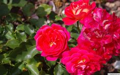 three red flowers are blooming in the sun and some green leaves on the ground