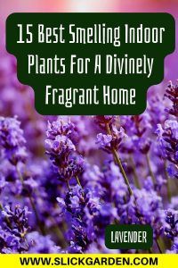 lavender flowers with the title 15 best smelling indoor plants for a divinely fragrant home