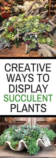 an assortment of succulent plants with text overlay that reads creative ways to display succulent plants