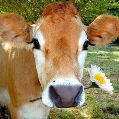 a brown and white cow standing on top of a grass covered field