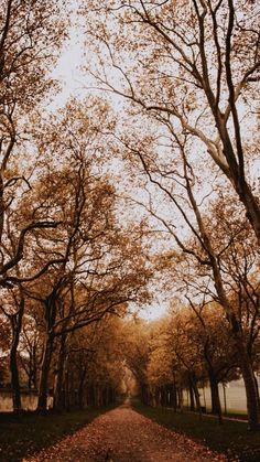 a dirt road surrounded by trees with leaves on the ground