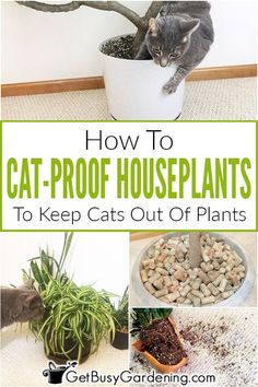 how to cat - proof houseplants to keep cats out of the planter