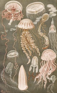 an image of jellyfishs in the water with seaweed and other marine creatures