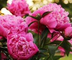 pink peonies are blooming in the garden