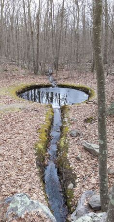 a small stream running through a forest filled with leaf covered ground next to tall trees