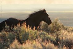 a brown horse standing on top of a dry grass field next to trees and bushes