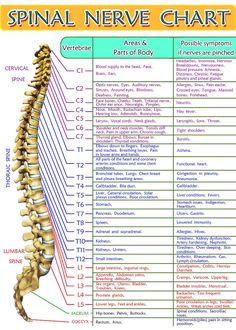 Spinal Nerve Chart, Print 5x7 - Etsy Spinal Nerves Anatomy, Anatomy Spine, Nerve Anatomy, Bolesti Chrbta, Spinal Nerve, Spine Health, Human Skeleton, Human Anatomy And Physiology