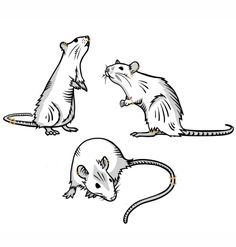 three different types of mouses sitting on top of each other's backs and tails