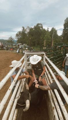 three people in the back of a truck with a cow