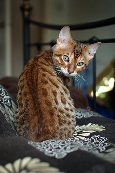 a small cat sitting on top of a bed