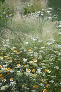 wildflowers and grasses in a garden with tall grass