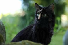 a black cat sitting on top of a rock in the grass next to a tree