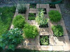 a garden with various plants growing in it