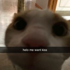 a close up of a cat's face with the caption hello me want kiss