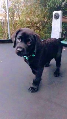 a small black dog standing on top of a cement floor next to a fence and trees