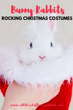 a white bunny rabbit in a red and white santa hat with text overlay reading bunny rabbits rocking christmas costumes