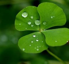 a four leaf clover with water droplets on it