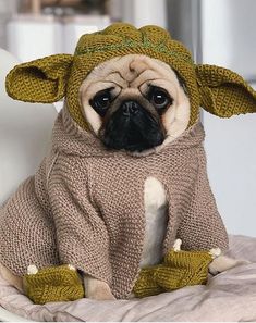 a small dog wearing a knitted yoda outfit