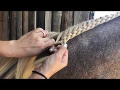 a woman is braiding her horse's manes with two different colored strands