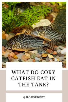 two fish sitting on top of rocks with the words what do coy catfish eat in the tank?