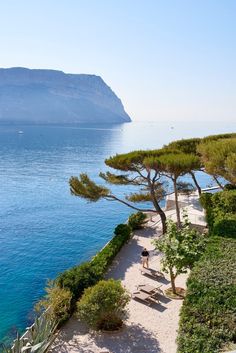 the path to the beach is lined with pine trees and benches, overlooking the ocean