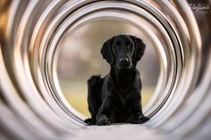 a black dog is sitting in a metal tube