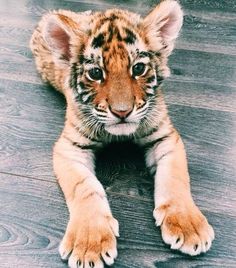 a baby tiger laying on top of a wooden floor