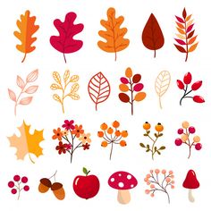 an assortment of autumn leaves and berries