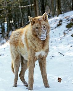 a wolf standing in the snow with trees in the background