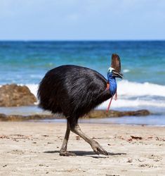 an ostrich is walking on the beach with a bird perched on its head