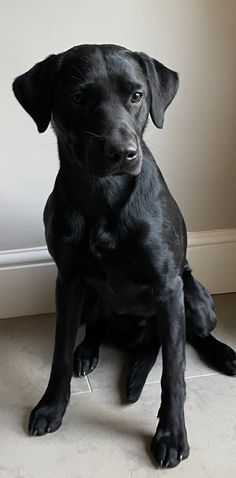 a black dog sitting on the floor in front of a wall and looking at the camera