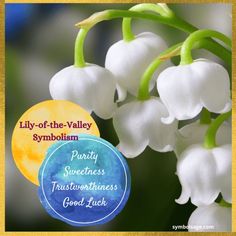 Symbolism of lily-of-the-valley flowers. Spring Flower, Red Berries, Lily Of The Valley, The Valley, Orange Red, Spring Flowers