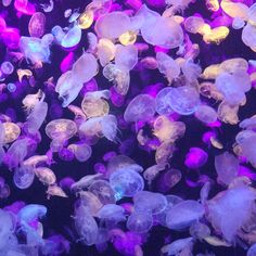 many jellyfish are swimming in the water at night time, with purple lights on them