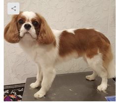 a brown and white dog standing on top of a table