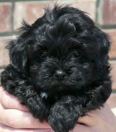 a small black puppy is being held in someone's hand