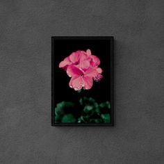 a pink flower with water droplets on it in a black frame against a gray wall