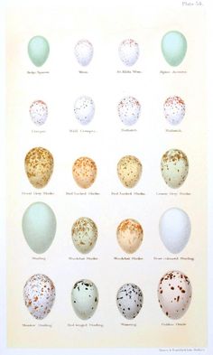 an image of eggs with speckled spots on them in different colors and sizes, from the earliest to the present day