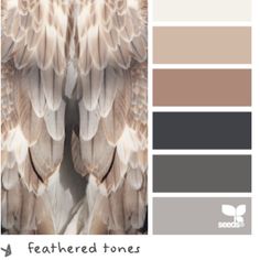 the color scheme is neutral and gray with white accents, including two large feathers on each side