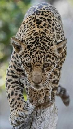 a small leopard walking on top of a tree branch