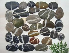 several different types of rocks on a white surface with a pine tree in the background