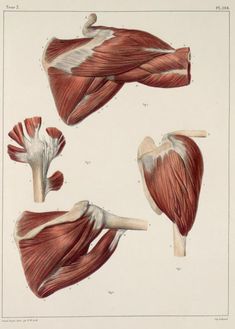 the muscles are shown in this antique medical print, which is part of an illustration