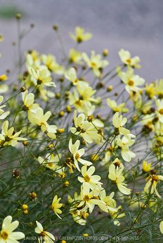 yellow flowers are blooming in the grass